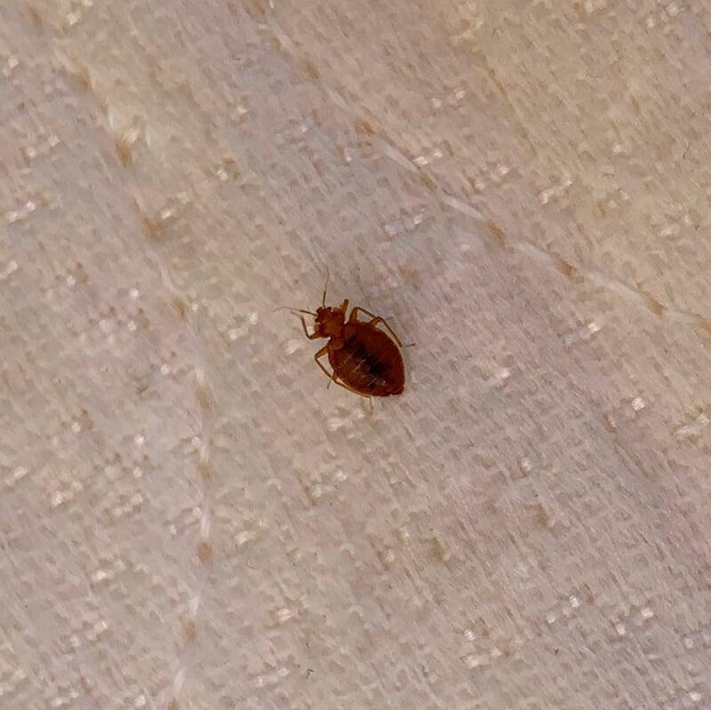 Bed bug crawling on a mattress.