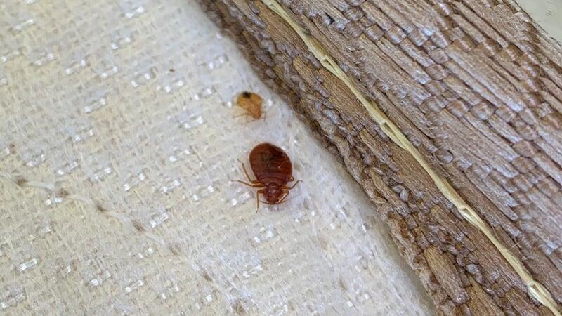 Bed bug crawling on a mattress.