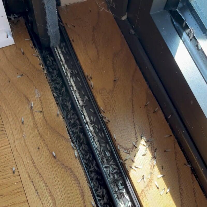 Termites swarming inside a house.
