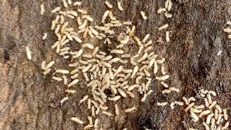 Subterranean termites cause over 5 billion dollars of damage each year.